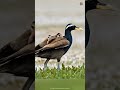 #viralvideo #1millionviews #1000subscriber for more videos like and share