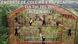 Canto Tui Tui Zel Zel De Alto Nível - Canto Ótimo Para Encarte De Coleiros e Papacapim screenshot 4