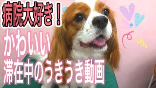 【早く２階にあがりたい！】病院が大好きすぎる犬、自分のお部屋は自分で決める！病院でのいつものお部屋に自分から入りに行くキャバリアがかわいい！