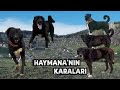 ESKİ SOY HAYMANA KARALARI "GAMBER EMMİNİN ANLATIMIYLA" !! HD BELGESEL