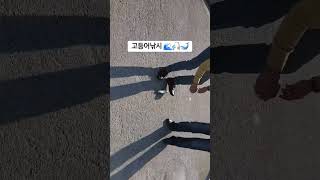 #고등어 #낚시 💥🎣💥