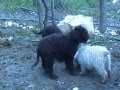 cuccioli di lagotto (3 mesi)  in addestramento per la ricerca del tartufo