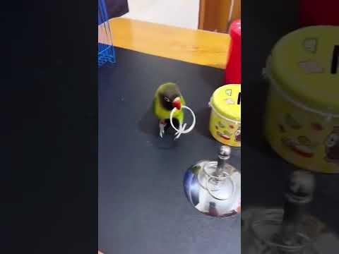 تدريب رهيب الطائر الفيشر روعة شاهد المقطع 