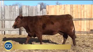 Video: Embrión Angus Bieber 8958 - Basin 1682