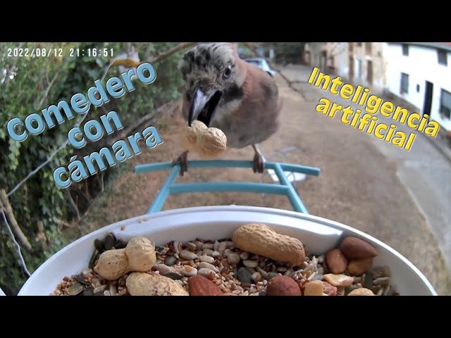 Netvue Birdfy Lite- Comedero Pajaros Inteligente con Cámara, Comedero  Pajaros Exterior, Captura Automática de Videos de Aves, Comedero  Inteligente para Pájaros con Aplicación (Solo Birdfy)