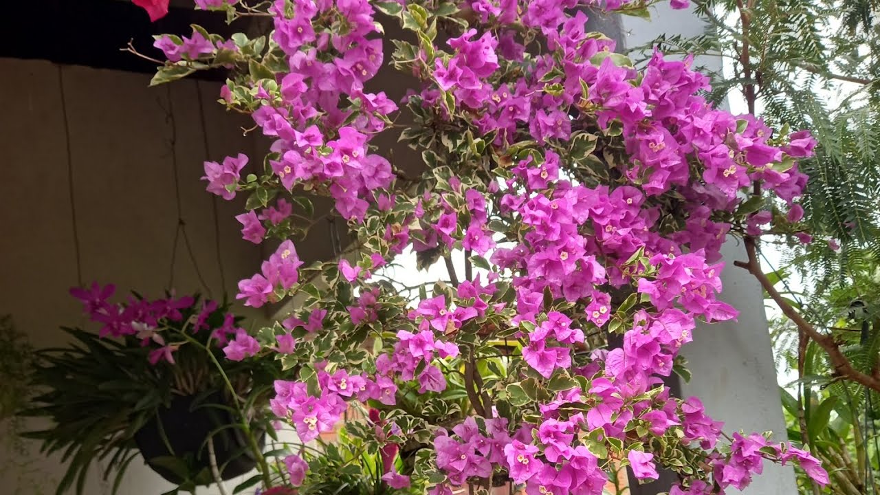 Um jardim encantador, com boganviles lindas e mais #plantas#dicas#amoflores#cultivandocomamor 