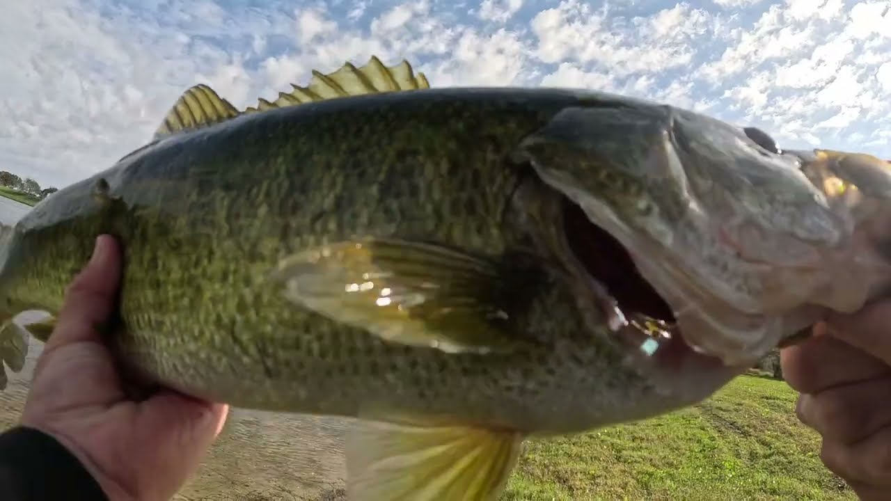 🎣 Watch My 4-Year-Old's BIG Bass Catch! 🐟
