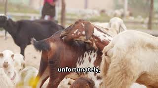 Contagious Ecthyma (ORF or sore mouth) in Sheep & Goats: Prevention, Symptoms, and Treatment