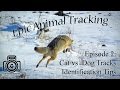 Epic Animal Tracking Episode #2: Cougar or Wolf / Cat and Dog Track Differences