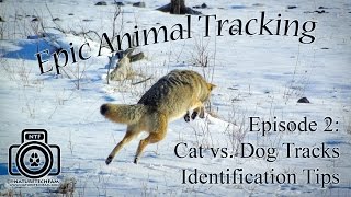 Epic Animal Tracking Episode #2: Cougar or Wolf / Cat and Dog Track Differences