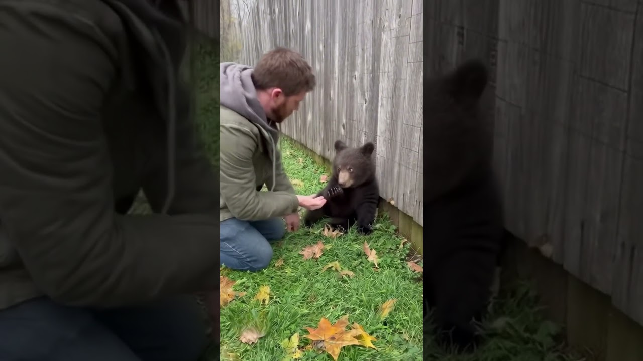 Guy Tries to Save Baby Bear... Then Mother Bear Shows Up 😱🐻