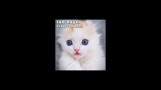 (60 Days) Cat's Eye Color Change │From BLUE to YELLOW #Shorts