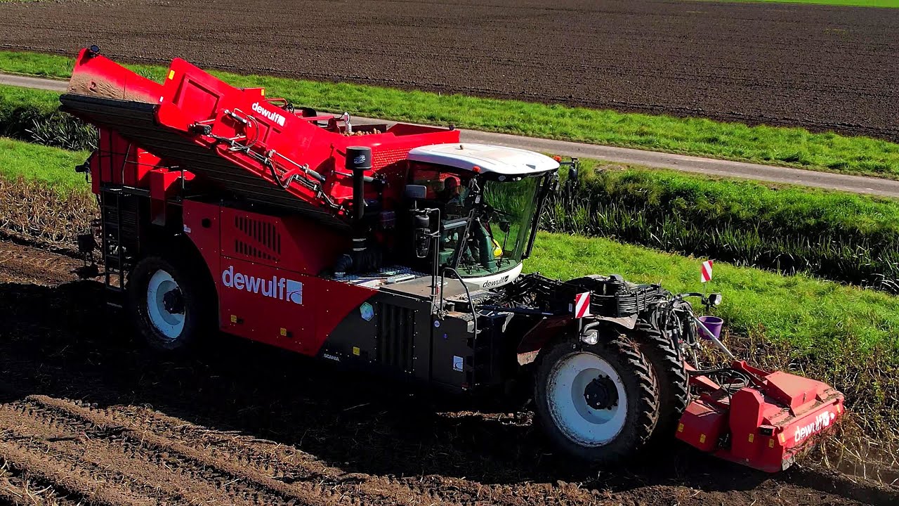 Aardappels rooien | NEW | Dewulf RA3060 | Potato harvest | Kartoffelernte | Aardappeloogst 2024