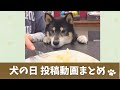 【犬】オモシロ&可愛い犬動画まとめ【視聴者投稿】
