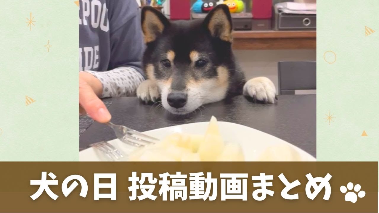 犬の日企画】あなたの犬のオモシロ動画や写真を募集中！選ばれたら