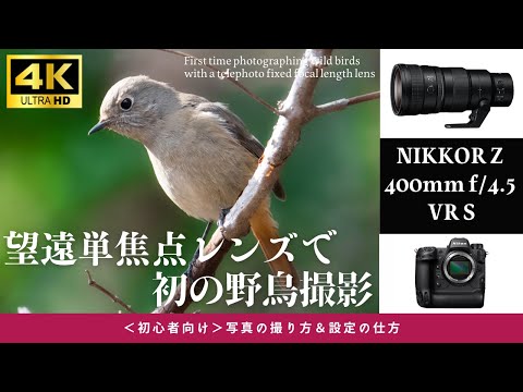 91 Wild bird photography with NIKKOR Z 400mm f/4.5 VR S! [For