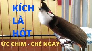 Luyện Chào Mào Hót Đấu Căng Lửa!. Chào Mào Kích Bổi Lên Lửa!.  Chào Mào Kích Trống Hót. chào mào đấu