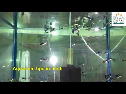 Guppy fish Care || How to care guppy fish ?