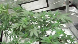 Grow Tent #1