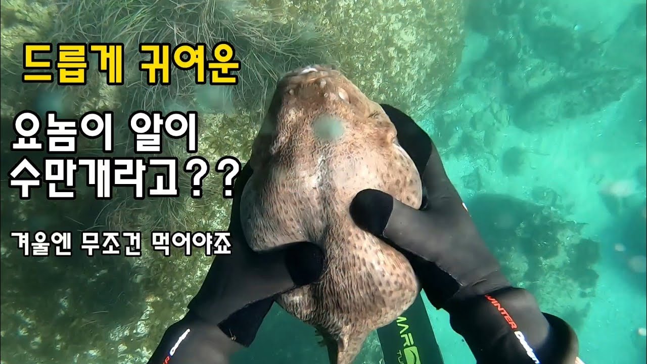 이놈의 정체는? 완전 귀엽다 - YouTube