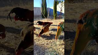 Feathered Friends: Adorable Hens and Rooster Enjoying Wheat Snack 🌾#ChickenLife #shorts #AnimalLove