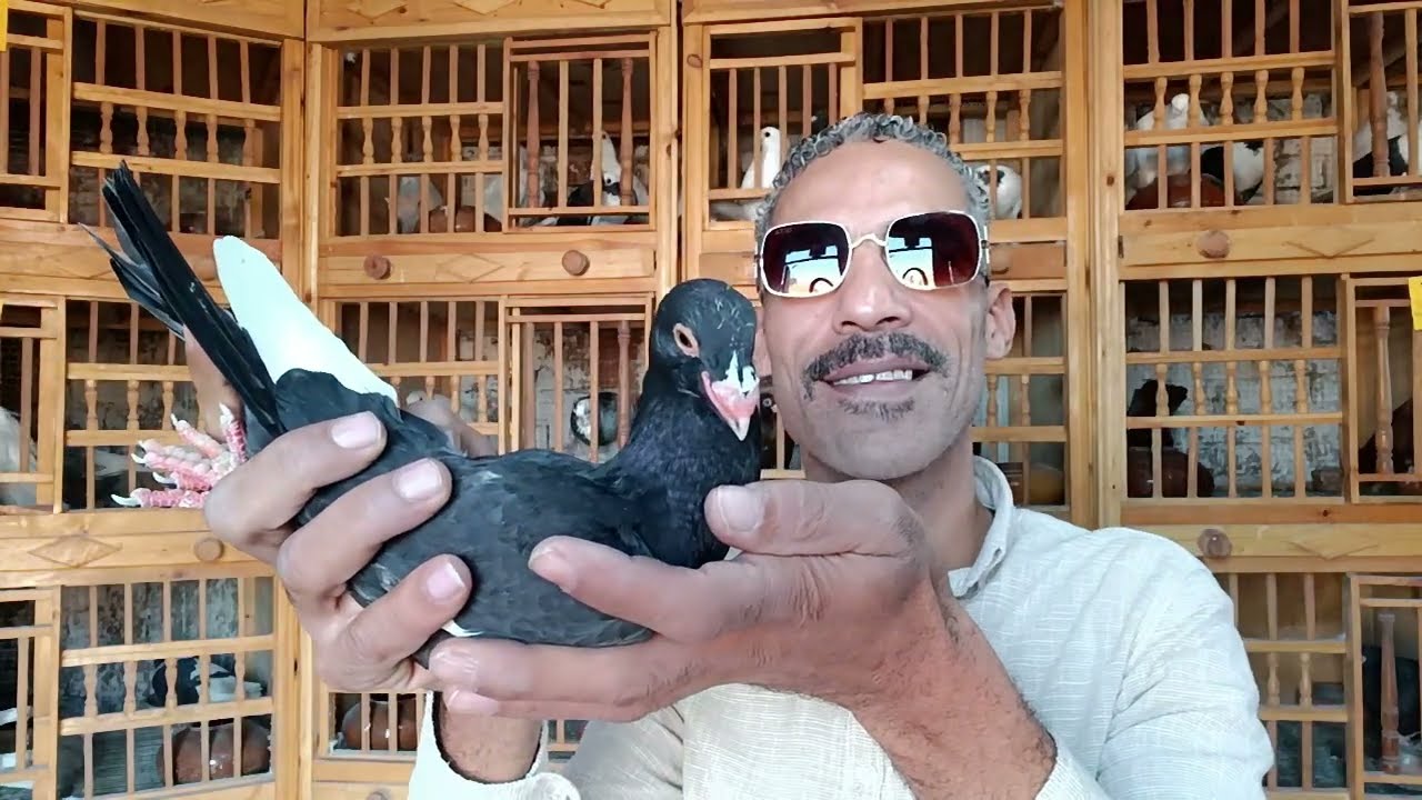 شوف اشتريت اى ولو حمامك مش بيبيض لازم تعمل كدة #تربووالغيةالمصرية