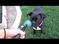 BOXER vs WATER HOSE BOXER vs WATER HOSE