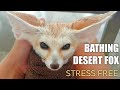 How to Bathe a Tiny Fox