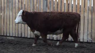 Heifer U 121J