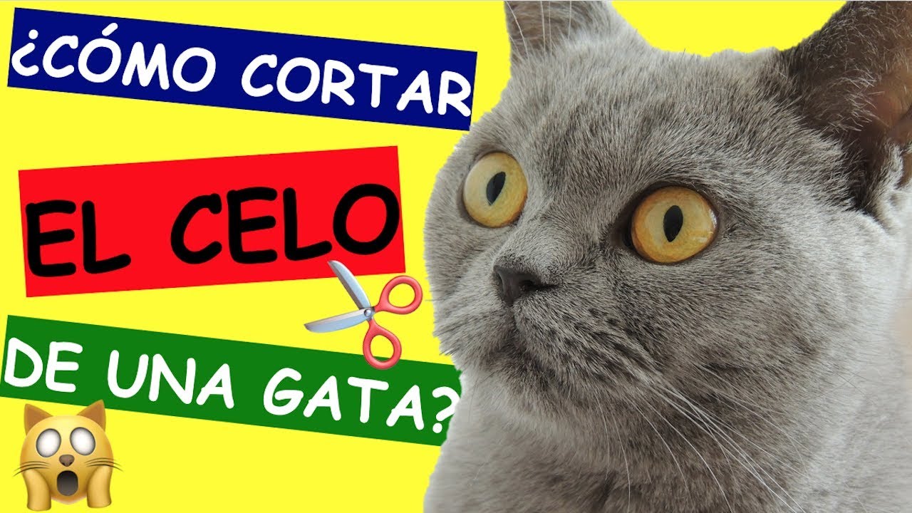 Cuando se puede castrar a un gato