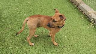 A905870 #austinanimalcenter #blackmouthcur