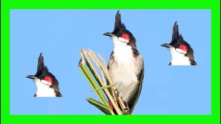 Red-whiskered Bulbul Song! Red-whiskered Bulbul Call! Voz!- Bulbul Orfeo Canto -  Pycnonotus Jocosus screenshot 3