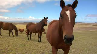 Explore Hawaii’s Big Island: Volcanoes, Waimea Horses & Waipi’o Valley
