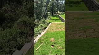 TifTuff Bermuda Grass From sod to 1 week Amazing Results in Magnolia Texas.