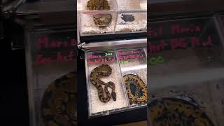🐍 Wide Selection of Snakes at Repticon 🐍