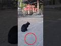 御器所八幡宮 #Shorts