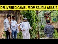 Delivering Camel Straight From Saudia Arabia in 2000K$ - Lahori PrankStar