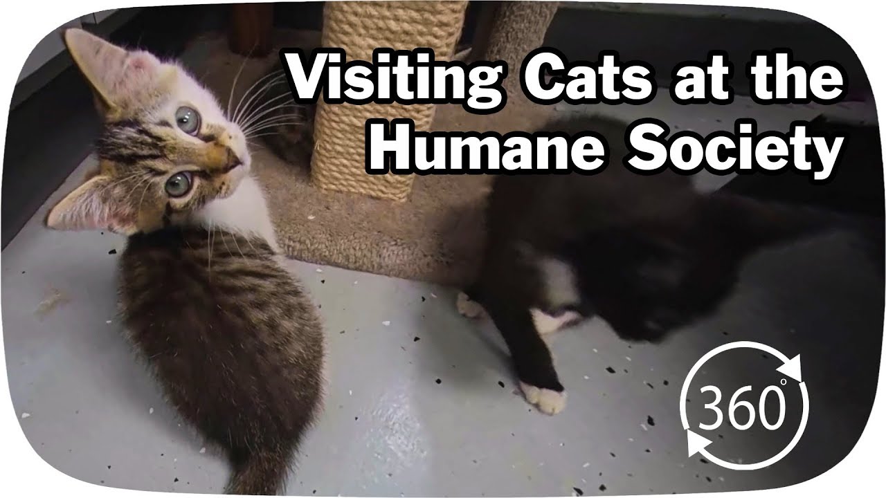 Visiting Cats at the Humane Society in 360° YouTube