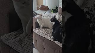 Amor de irmã e irmão. #music #cat #gatos