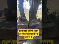 #Do dil mil rahe hain viral reel#dodilmilrahehain#monkey 💕 love #monkey dailog #monkey look likes