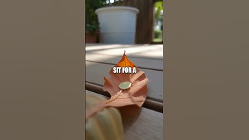 Propagating Succulents: A Step-by-Step Guide