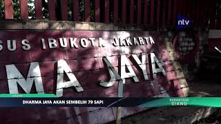 RPH DHARMA JAYA AKAN SEMBELIH 79 SAPI