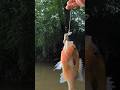Redbreast Sunfish — Summer Afternoon Creek Fishing #crickhopper #wadefishing #sunfish @RebelLures