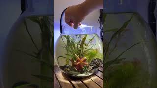 Part-2 Adding neon tetra fishes to the bowl #bowlsetup #fishbowl #plantedtank #plantedaquarium
