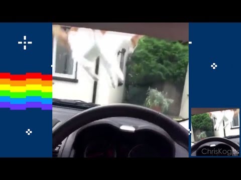 nyan-cat-vs.-car-horn