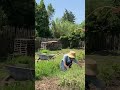 Weeding my garden #backyardgarden #growyourownfood #gardentips #cottagegarden #organicgardening