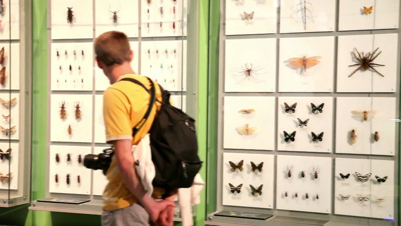 Quebec Insectarium Montreal Insectarium - Quebec Canada - YouTube