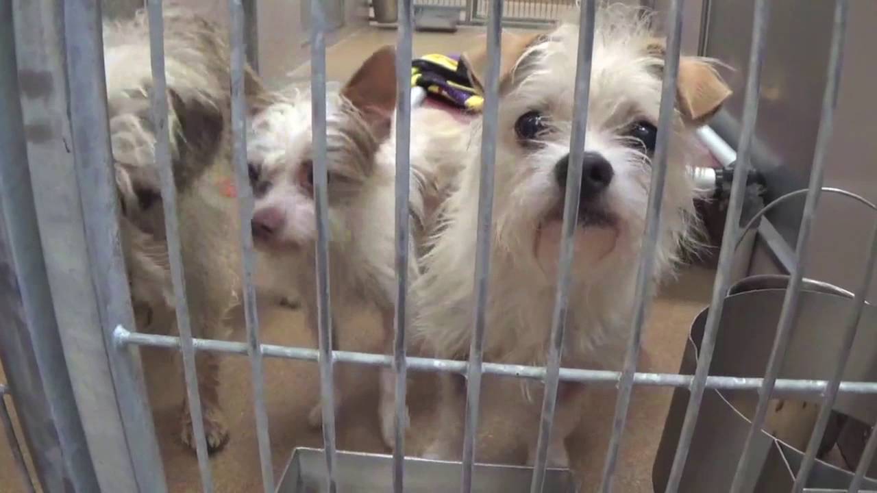 Help Rescue The Pinole Shelter Dogs! YouTube