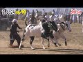       9 6 24 جبی کسراں بڑی بیل دوڑ    