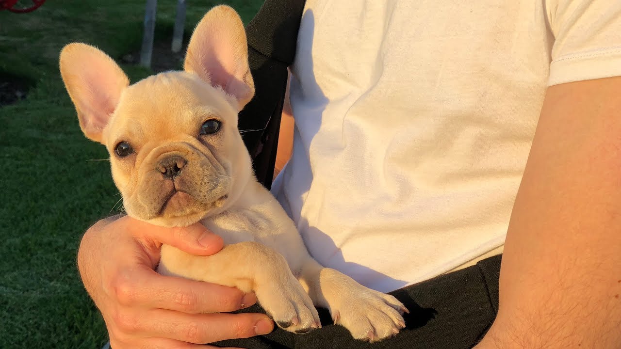 Cute French Bulldog Puppy | 8 to 12 